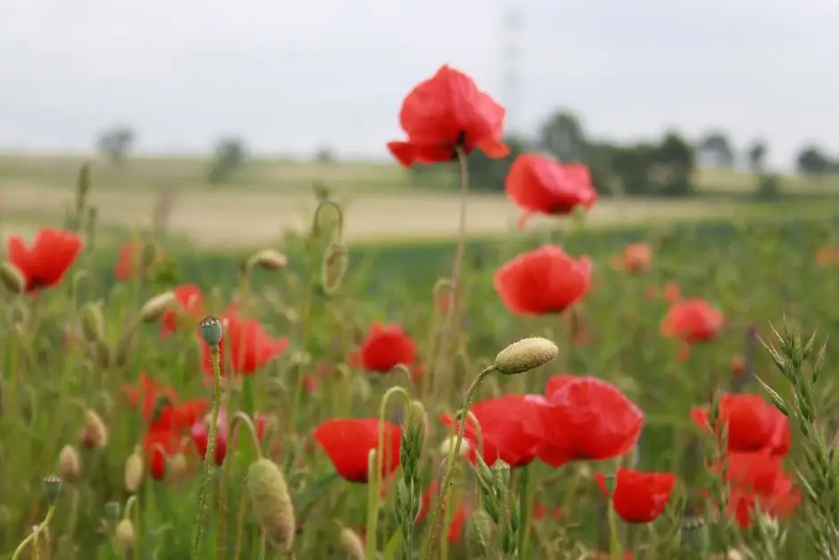 Gminne Dożynki – zaproszenie na wspólne świętowanie plonów